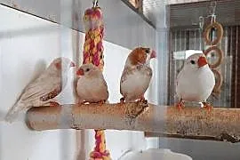 Zeberki
