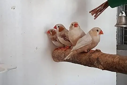 Zeberki, Kujawsko-pomorskie, Nakło nad Notecią