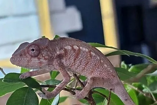 Kameleon lamparci samiczka, Małopolskie, Kraków