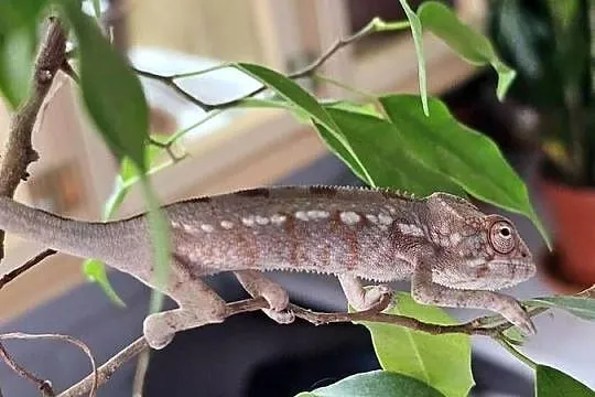 Kameleon lamparci samiczka, Małopolskie, Kraków
