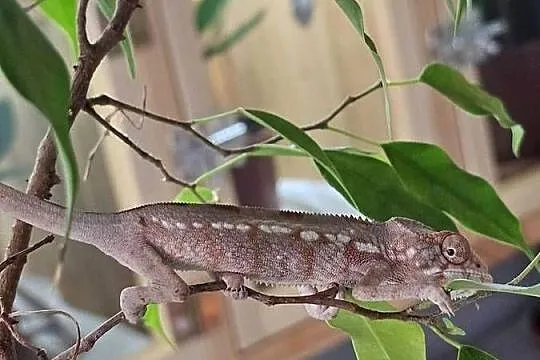 Kameleon lamparci samiczka, Małopolskie, Kraków