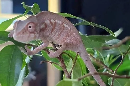 Kameleon lamparci samiczka, Małopolskie, Kraków