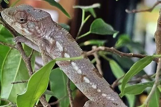 Kameleon lamparci samiczka, Małopolskie, Kraków