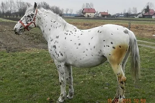 Sprzedam klacz gniadotarantowatą