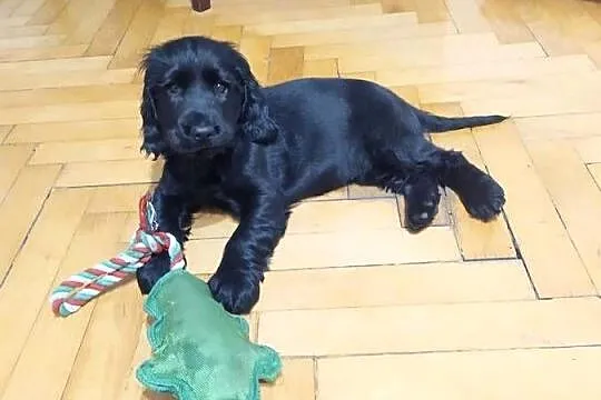 Cocker Spaniel Angielski czarnu piesek