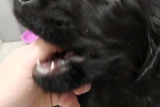 Cocker Spaniel Angielski czarnu piesek, Mazowieckie, Okolusz