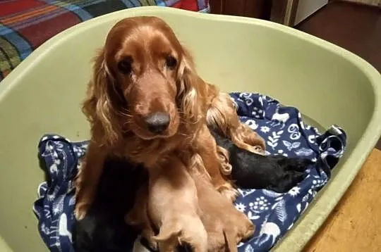 Cocker Spaniel Angielski czarnu piesek, Mazowieckie, Okolusz