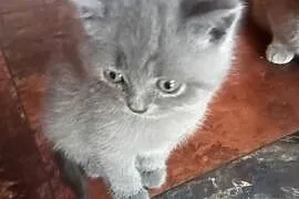 Kot brytyjski niebieski