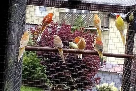 Papugi na sprzedaż, Pomorskie, Kościerzyna