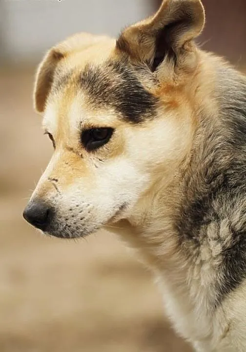 Wybierz Nelsona! Adoptuj!, mazowieckie Warszawa
