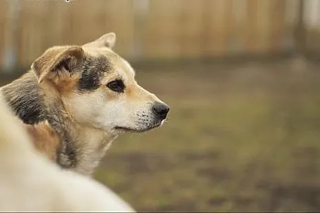 Wybierz Nelsona! Adoptuj!,  mazowieckie Warszawa