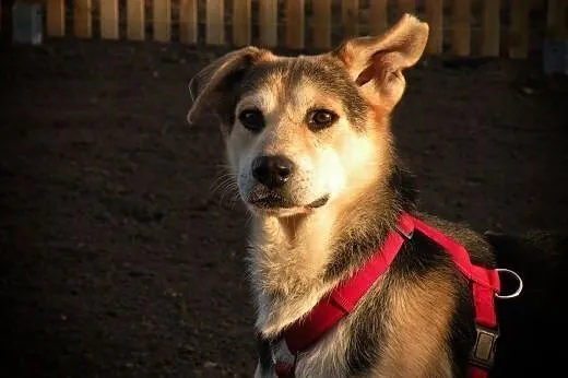 Wybierz Nelsona! Adoptuj!,  mazowieckie Warszawa