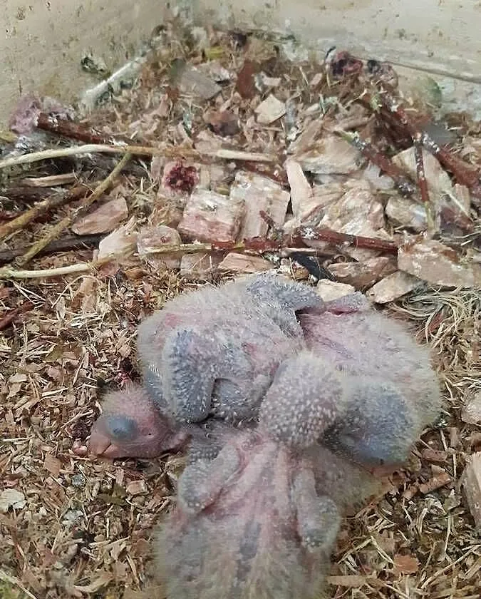 Mnicha nizinna pisklęta, Wielkopolskie, Sulmierzyce
