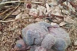 Mnicha nizinna pisklęta