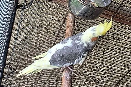 Nimfa 2026r, Śląskie, Czerwionka-Leszczyny