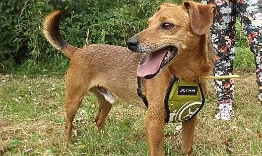 Pocieszne psie szczęście – Lucky, dolno