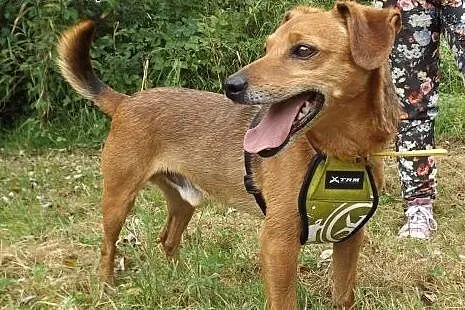 Pocieszne psie szczęście &#8211; Lucky,  dolno