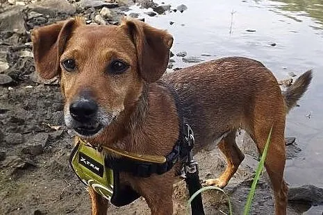 Pocieszne psie szczęście &#8211; Lucky,  dolno
