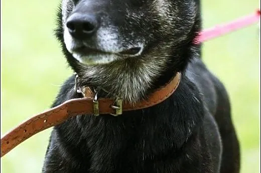 Pixel - pies przyjaciel,  wielkopolskie Konin