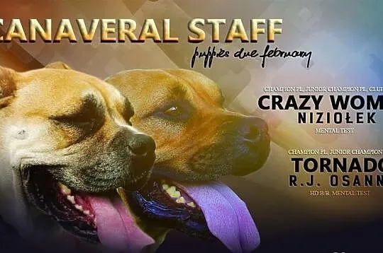 Ca De Bou , Dog z Majorki