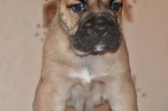 Ca De Bou , Dog z Majorki