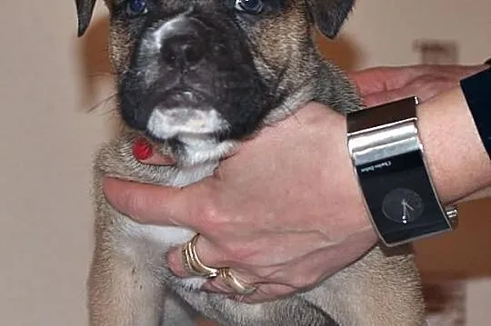 Ca De Bou , Dog z Majorki
