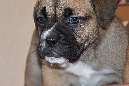 Ca De Bou , Dog z Majorki