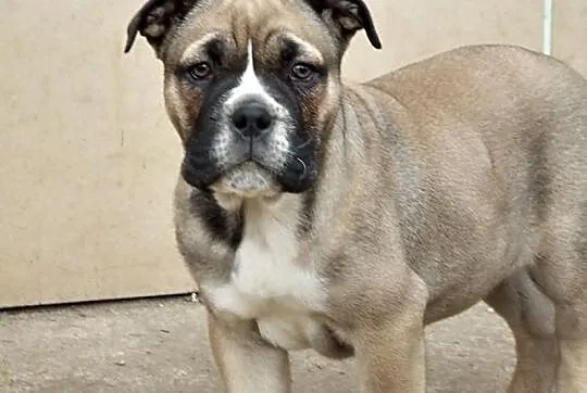 Ca De Bou , Dog z Majorki