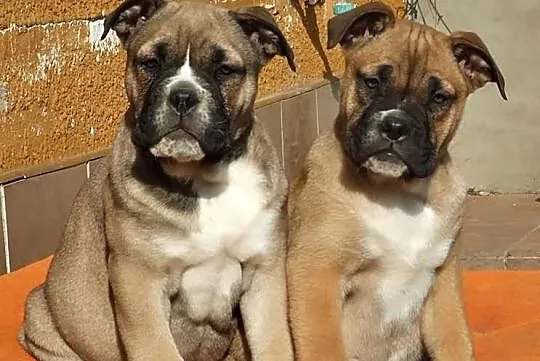 Ca De Bou , Dog z Majorki