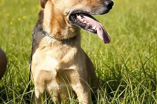 PLATON piękny pies stróż podwórka do adopcji :),  