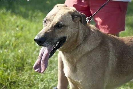 PLATON piękny pies stróż podwórka do adopcji :),  