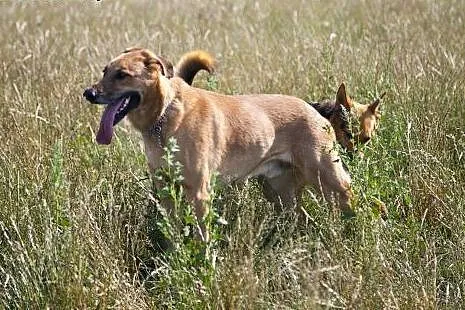 PLATON piękny pies stróż podwórka do adopcji :),  