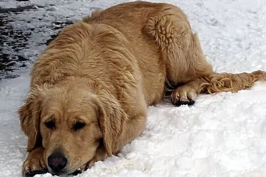 Golden retriever 8 miesięczne