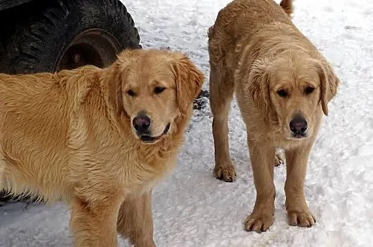 Golden retriever 8 miesięczne, Mazowieckie, Przysucha