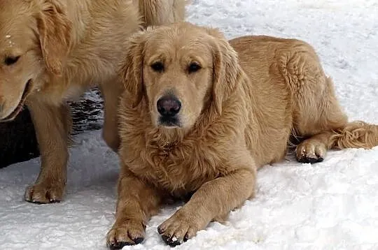 Golden retriever 8 miesięczne, Mazowieckie, Przysucha