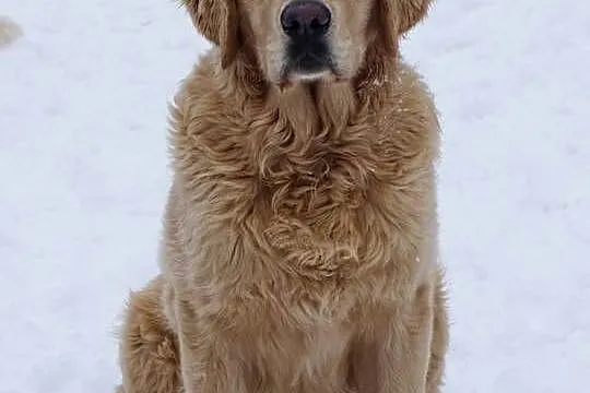 Golden retriever 8 miesięczne, Mazowieckie, Przysucha