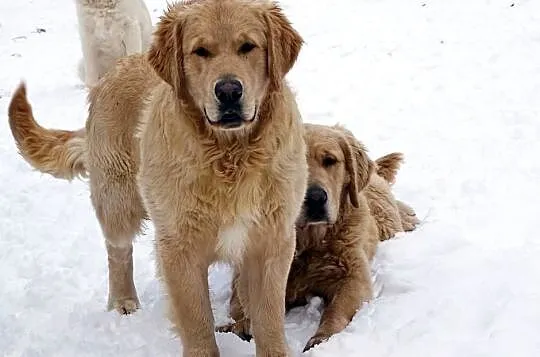 Golden retriever 8 miesięczne, Mazowieckie, Przysucha