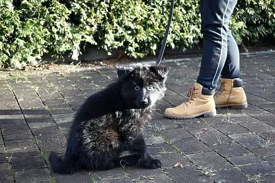 Owczarek Niemiecki Krótkowłosy, Śląskie, Bielsko-Biała