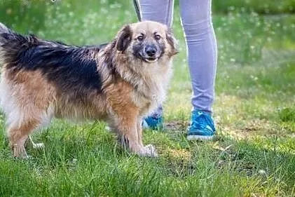 Nieduży, wesoły kudłatek Kiwi chce wnieść w Twoje 
