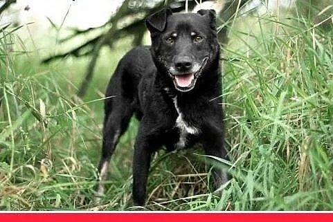 MADOX,16kg,łagodny,rodzinny,przyjazny pies.ADOPCJA