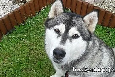 NORA- towarzyska i wesoła suczka husky do adopcji,