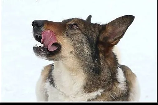 Ok. 3,5letni uroczy Bono szuka nowego domu !  607 