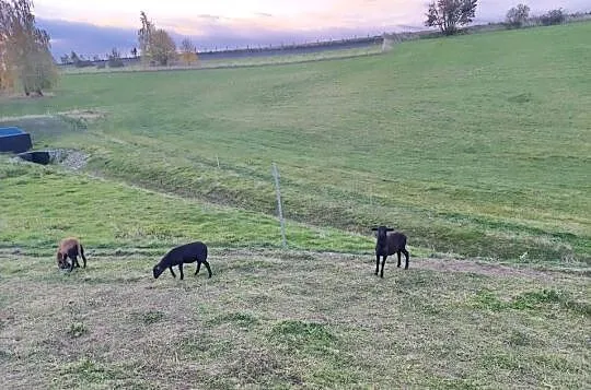 Sprzedam baranki Barbados, Śląskie, Owsiszcze