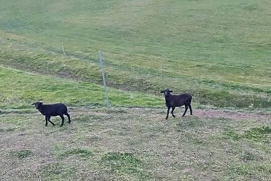 Sprzedam baranki Barbados, Śląskie, Owsiszcze