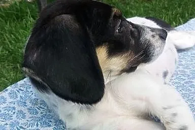 Gapcia 4 miesięczna sunia marzy o kochającym i odp