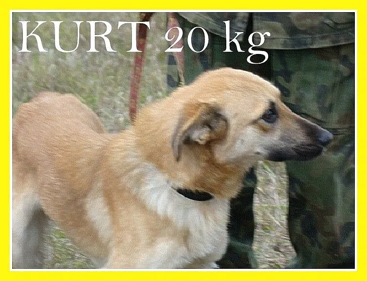 KURT duży 18kg ,biszkoptowy,roczny psiak,wesoły i