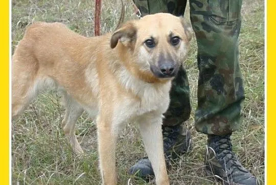 KURT duży 18kg ,biszkoptowy,roczny psiak,wesoły i 