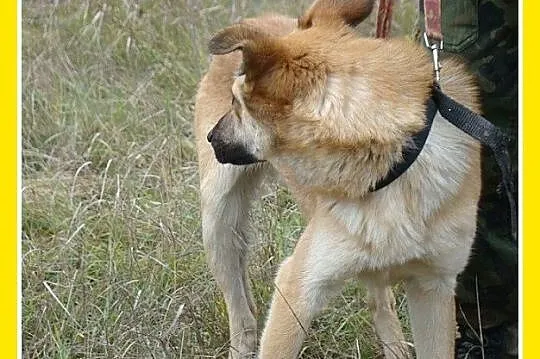 KURT duży 18kg ,biszkoptowy,roczny psiak,wesoły i 