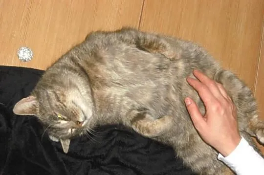 Przytulas Jasiu szuka domku