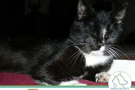 Maja młoda kotka do adopcji